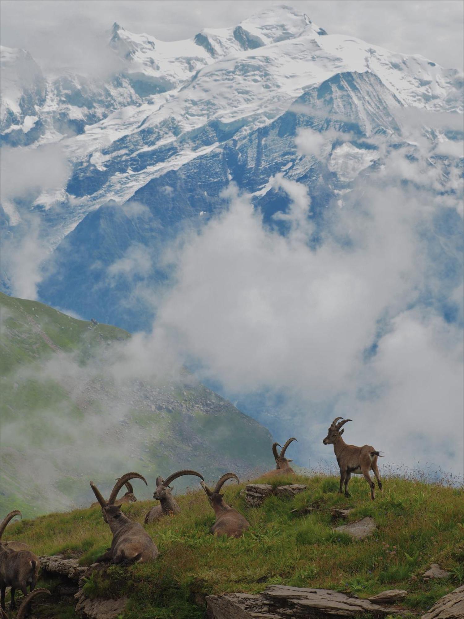 Chalet Arpitan - Les Carroz - Grand Massif Exteriör bild